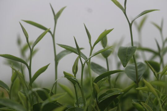 雨中茶叶