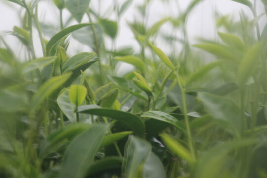 雨中茶叶