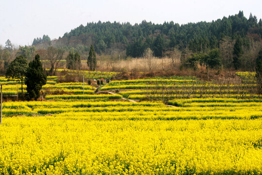 油菜花田