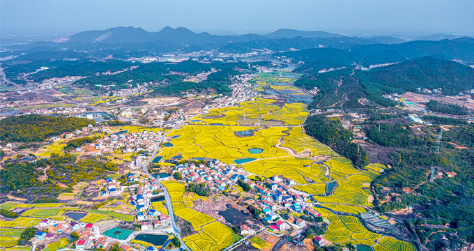 岳阳油菜花田盛开