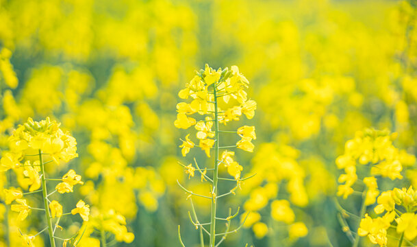 岳阳油菜花田盛开