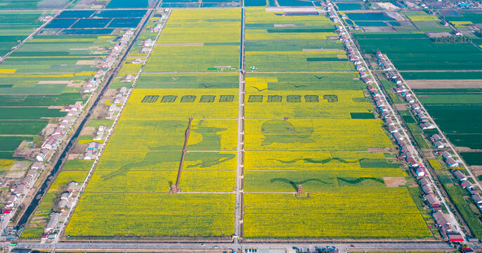 岳阳油菜花田盛开