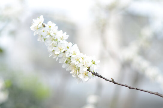 梨花