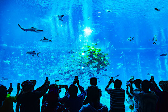 水族馆的游客们