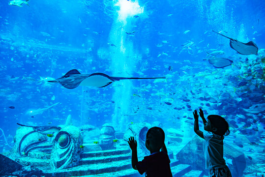 水族馆看鱼的小孩