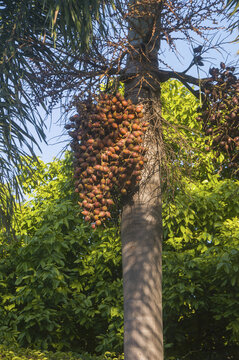 大王椰子树种