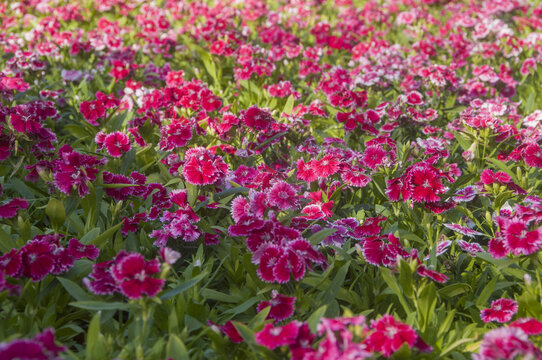 花海石竹