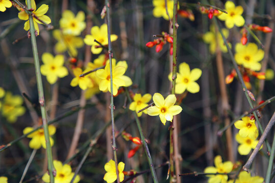 迎春花