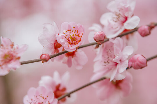 桃花特写