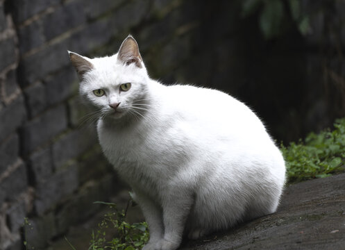 大白猫