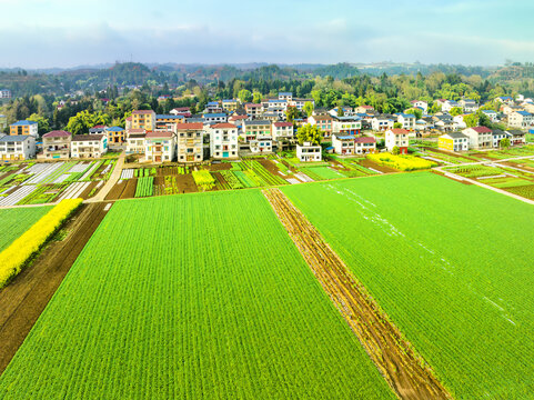 希望的田野