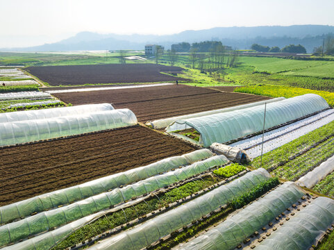 希望的田野