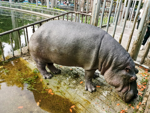 河马觅食