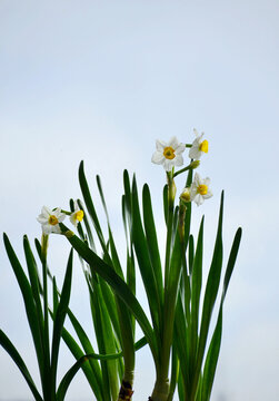 水仙花