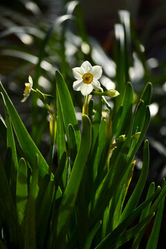 水仙花