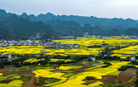 贵州兴义万峰林油菜花开