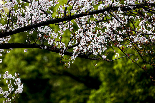 梨花雨