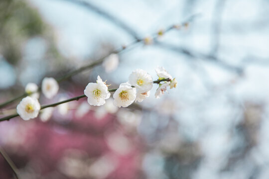 花的特写