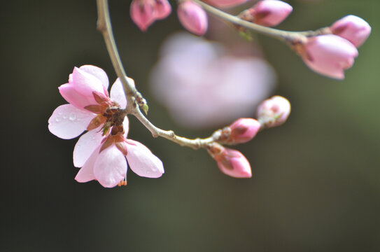 桃花