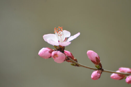 红色桃花
