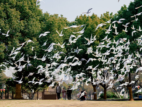公园里的鸽子飞翔