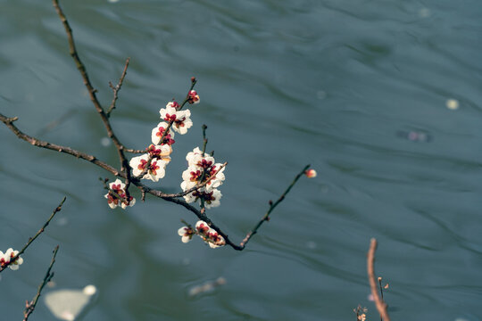 杭州初春天西溪湿地梅花