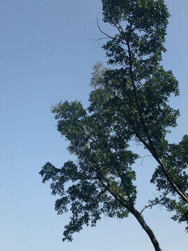 仰视天空视角的树木