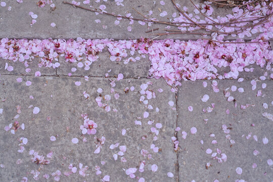 桃花之花瓣雨