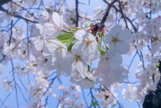 春日樱花