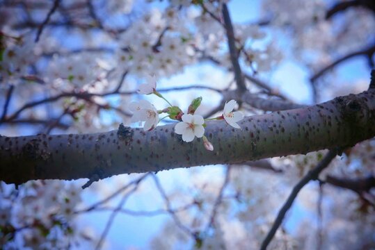 春日樱花