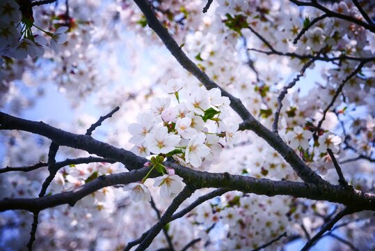 春日樱花