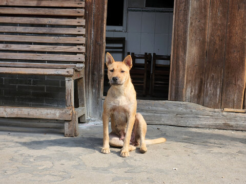 中华田园犬