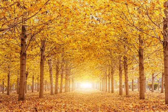 金色的秋天枫叶林