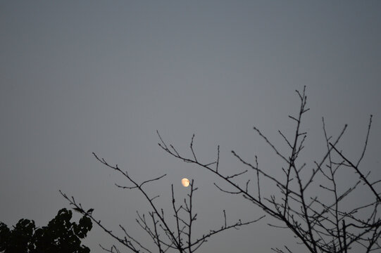 月亮与树梢