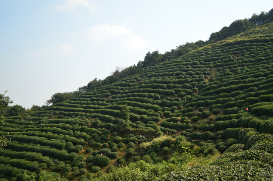 杭州西湖龙井茶园