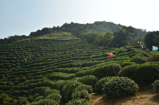 杭州西湖龙井茶园