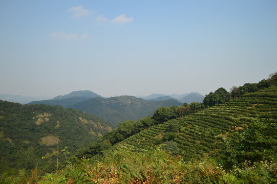 杭州西湖龙井茶园