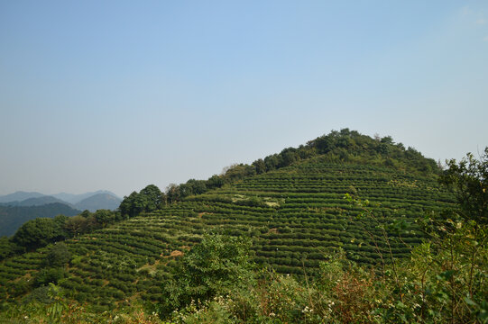 杭州西湖龙井茶园