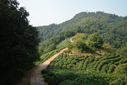 杭州西湖龙井茶园