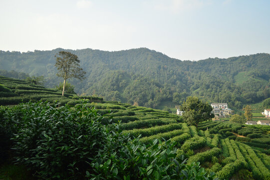 杭州西湖龙井茶园