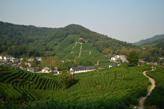 杭州西湖龙井茶园