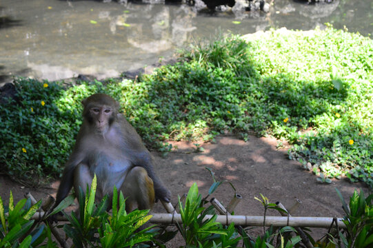 南湾猴岛猴子