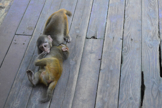 南湾猴岛猴子