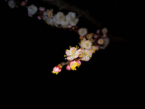杏花