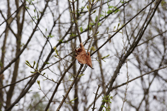 春天一片凋零的树叶