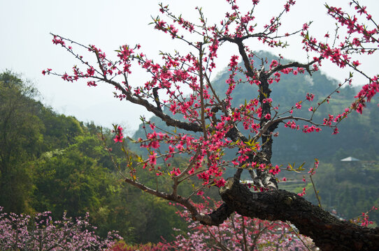 上坪古桃花