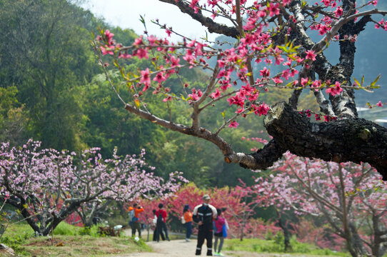 上坪古桃花