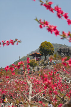 上坪古桃花