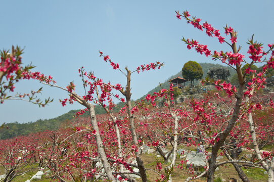 上坪古桃花