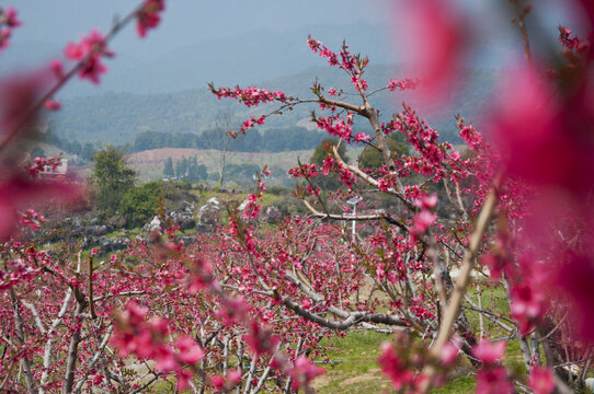 上坪古桃花